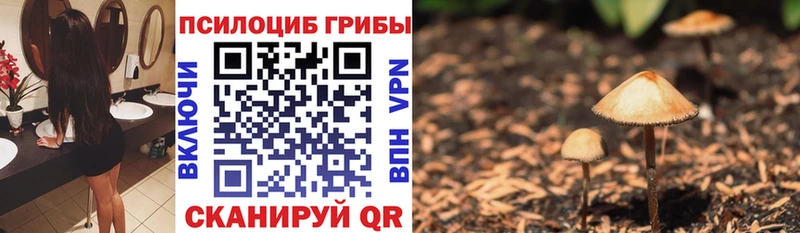 Галлюциногенные грибы Psilocybine cubensis  продажа наркотиков  площадка наркотические препараты  Каменногорск 